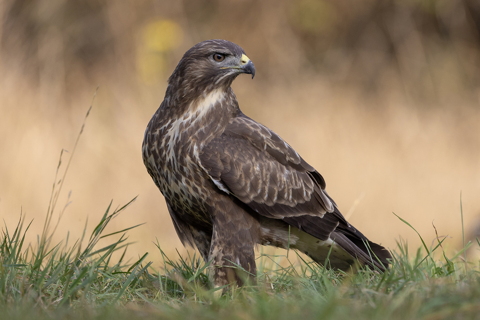 David Wheeler (England) Common Buzzard
